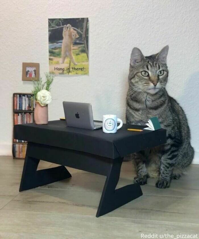 Escritório Do Gatinho