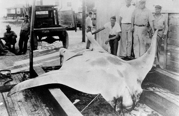 Huge Oceanic Manta Ray Caught on Film