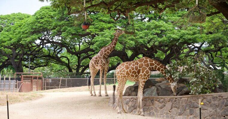 Drive-Through Safari Parks