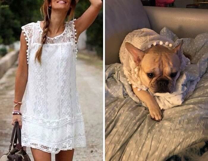 Even The Dog Is Unimpressed With The Dress