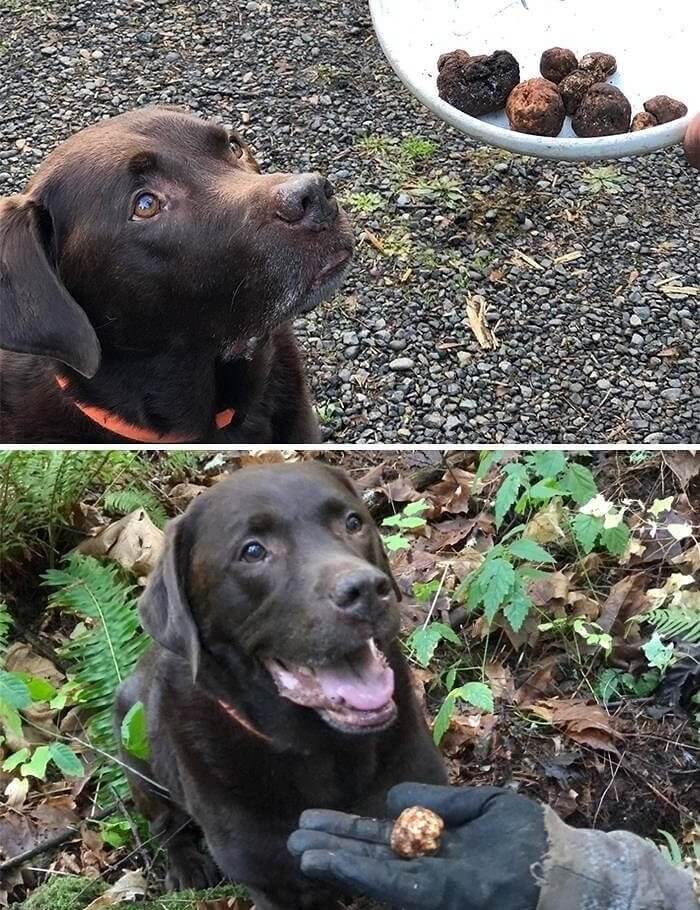 Der Hund, der Trüffel jagt