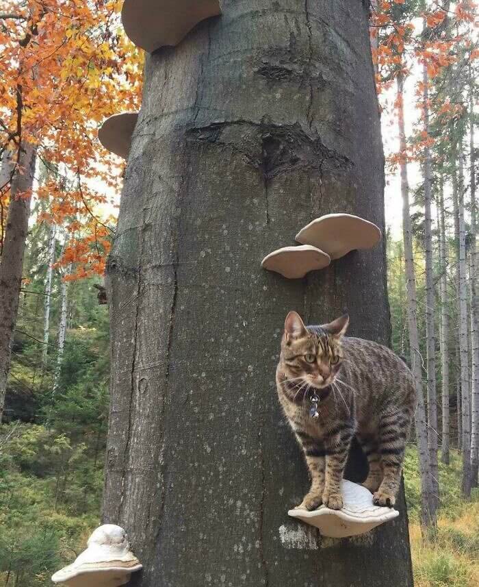 Die Katze und der Pilz stecken unter einer Decke