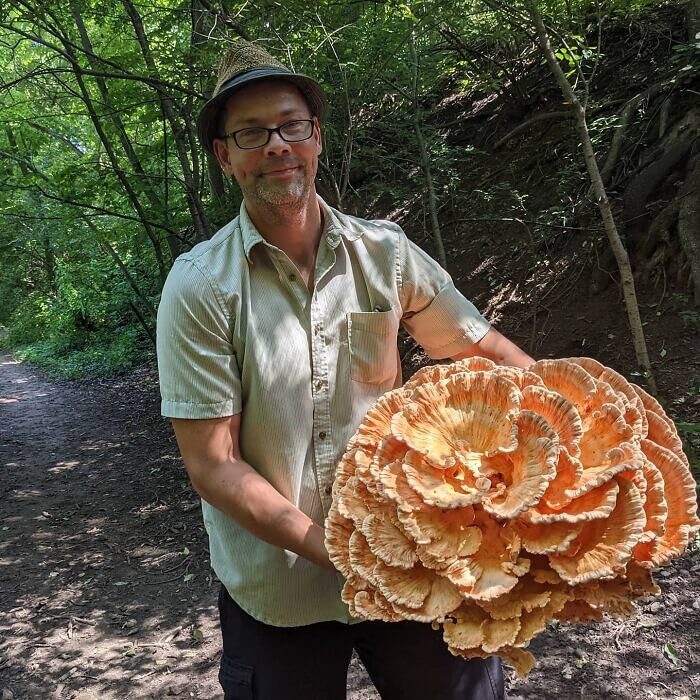 Der Kohlkopfgroße Pilz