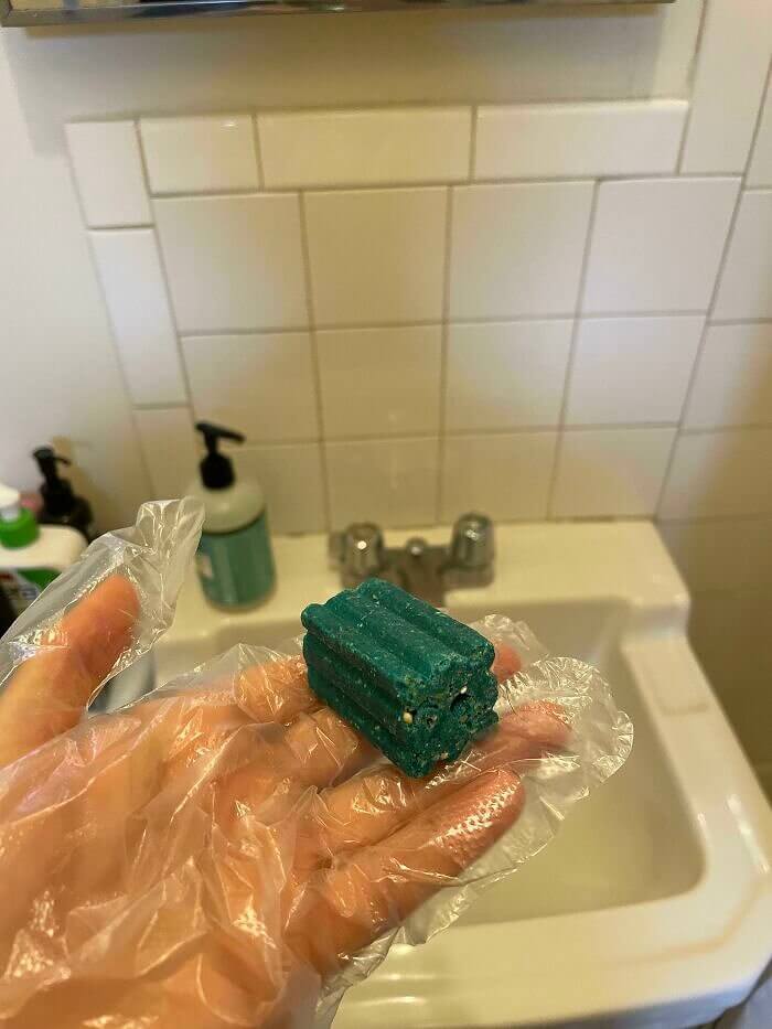 Vielleicht hatten sie eine Maus zu Gast