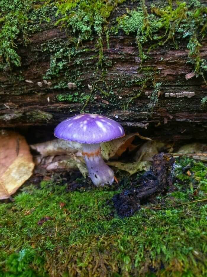 Der magische und groovige Pilz