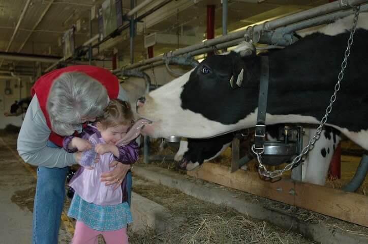 Keep On Moving, It’s Just a Cow Saying Hello