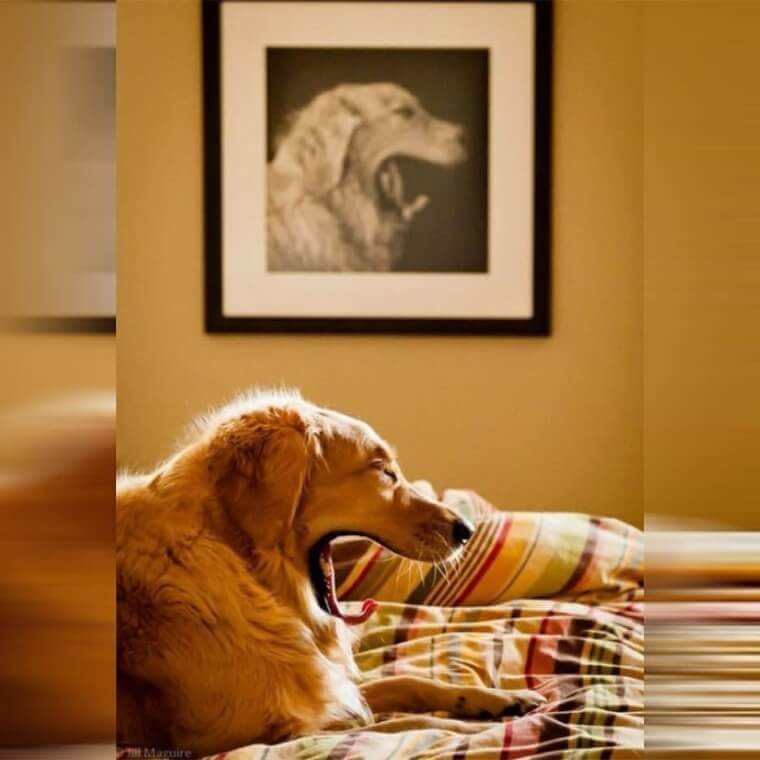 Following Your Ancestors’ Pawsteps