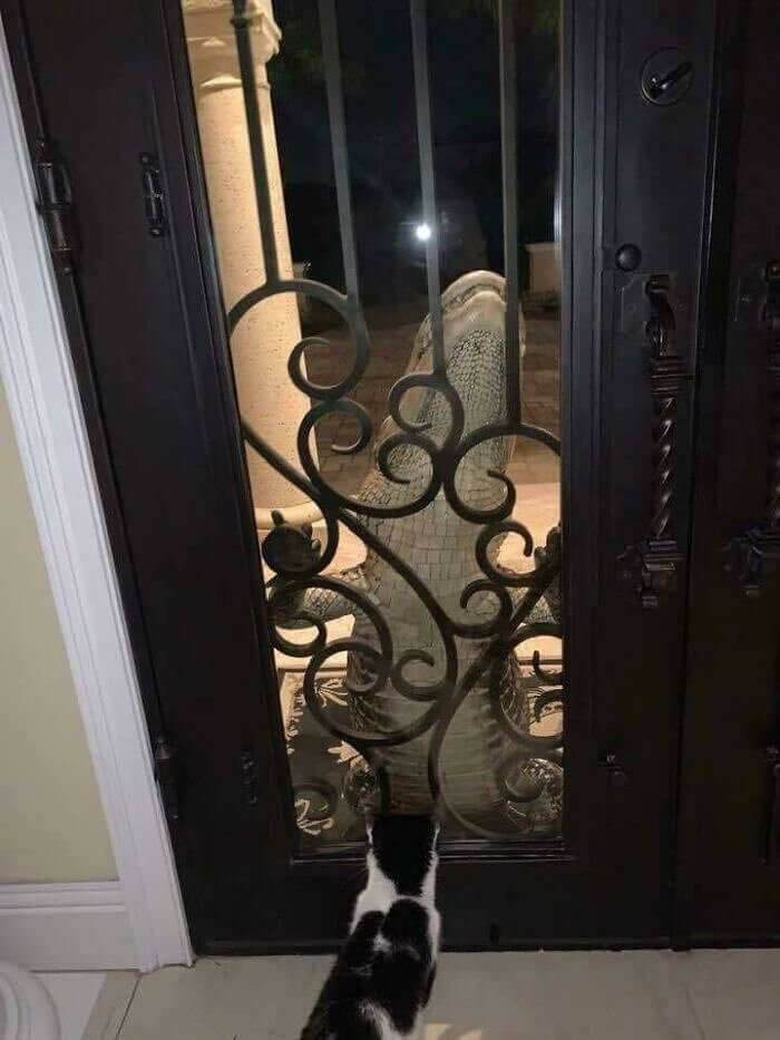 Brave Kitty, Don’t Open The Door