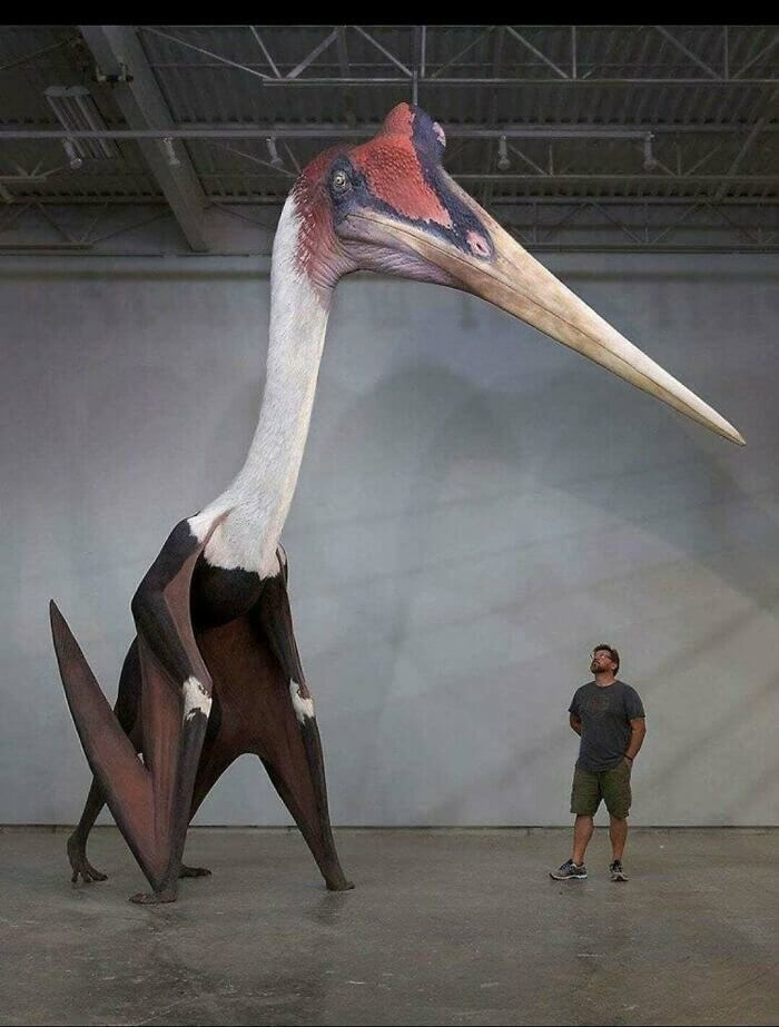 Largest Flying Animal