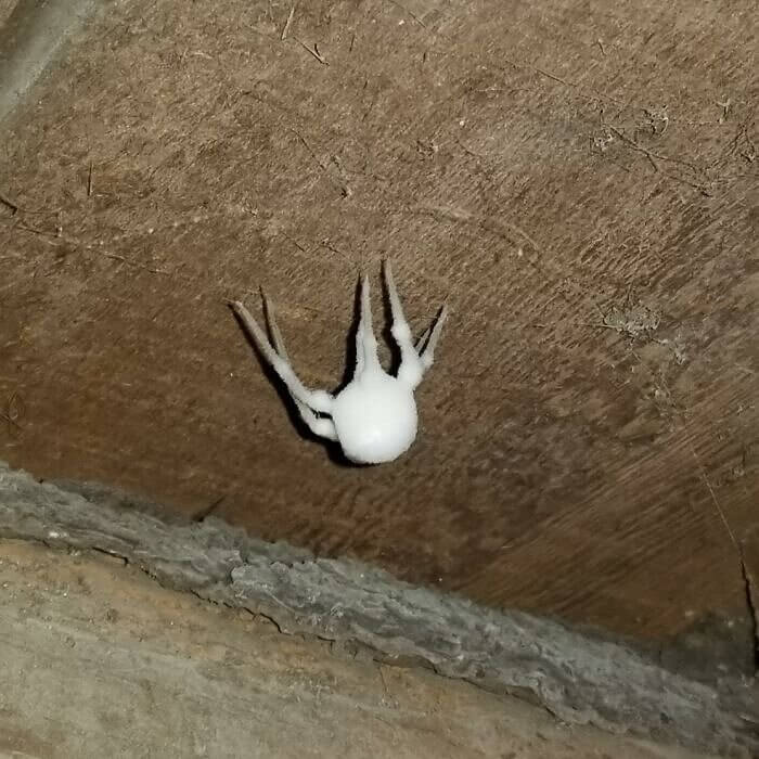 A Zombie Spider