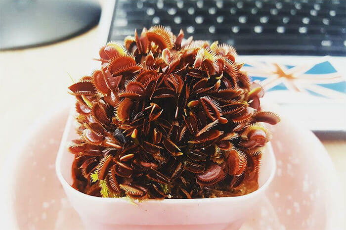 Ambitious Little Flytrap