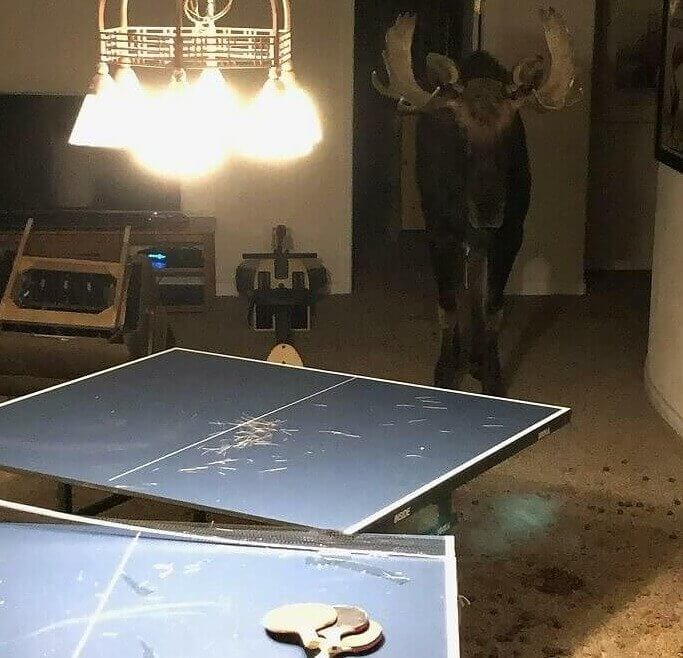 The Moose Just Wanted Some Company