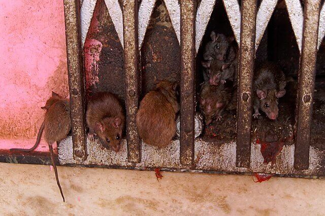 Rats Didn't Cause The Black Death