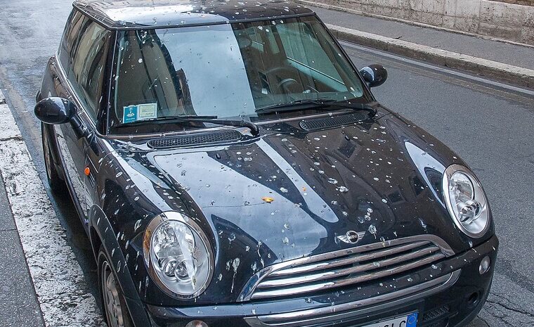 Leaving Bird Poop or Tree Sap