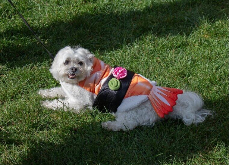 Pet Costume Parades at the Park