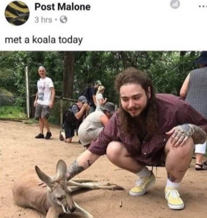 What a Cute Koala
