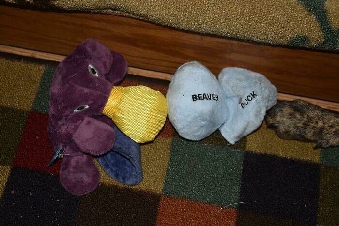 犬がカモノハシのおもちゃを破り、ビーバーの卵とアヒルの卵を見つける。