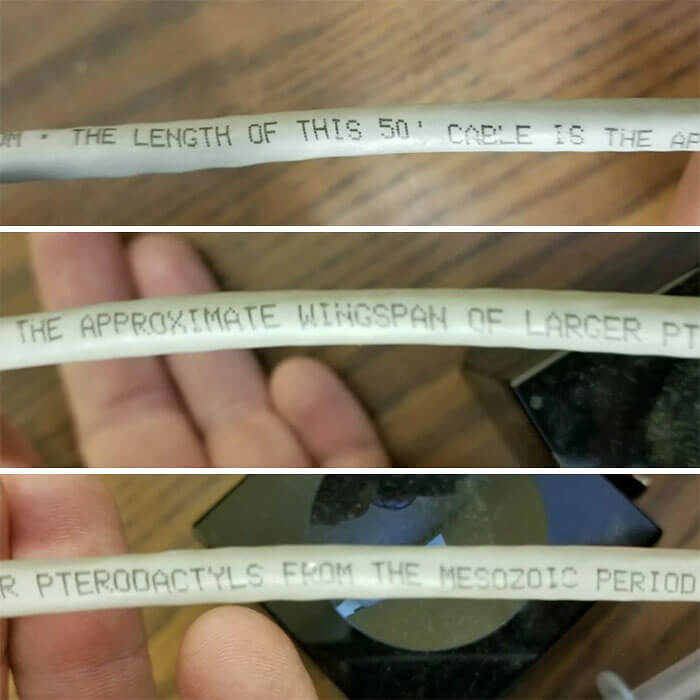 "このケーブルの長さは、中生代の大型翼竜のおおよその翼幅である"