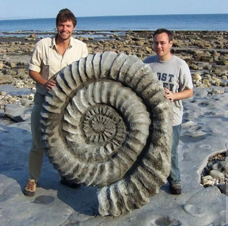 A Big Fossil
