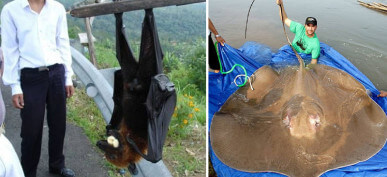 40+ Massive Animals And Objects That Will Make You Feel Tiny By Comparison