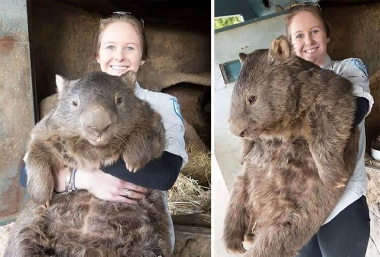 ¿Un Adorable Wombat?