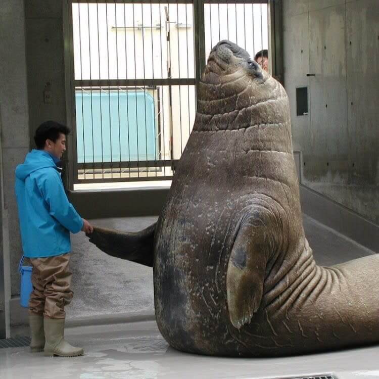 Un Gentil Elefante Marino