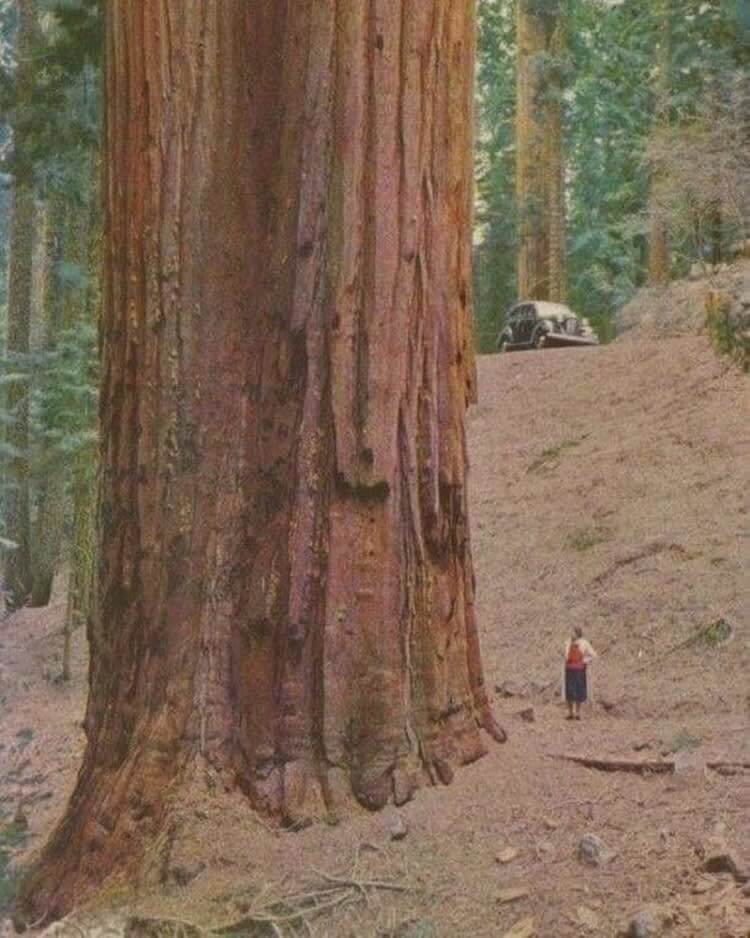 Un Gran Árbol De Tronco Rojo Vs. Una Persona