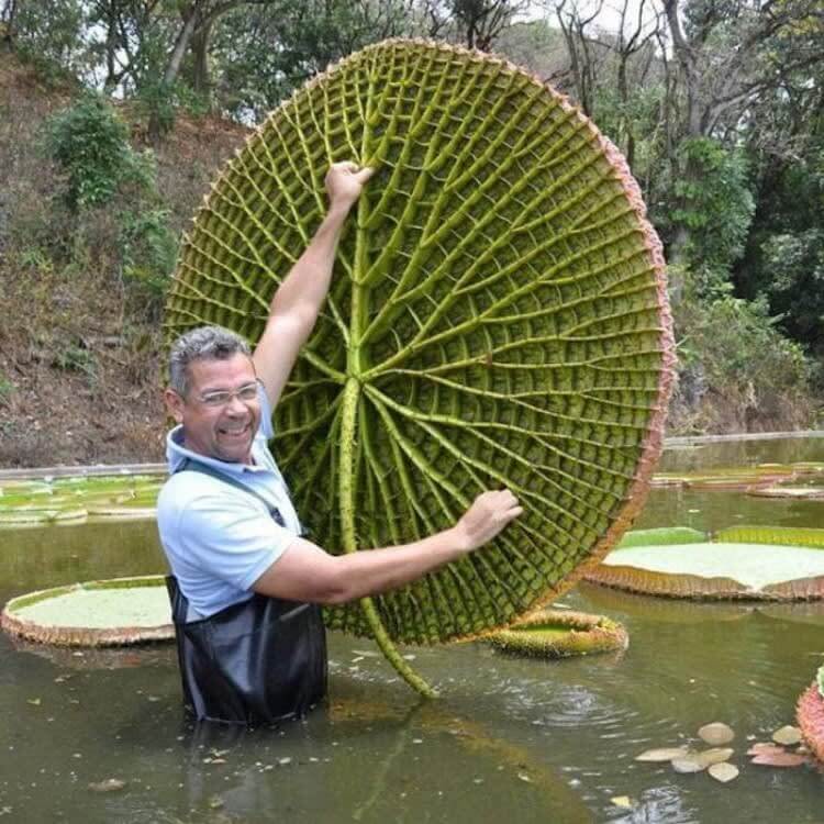 Una Persona Sosteniendo Una Hoja De Victoria Amazónica