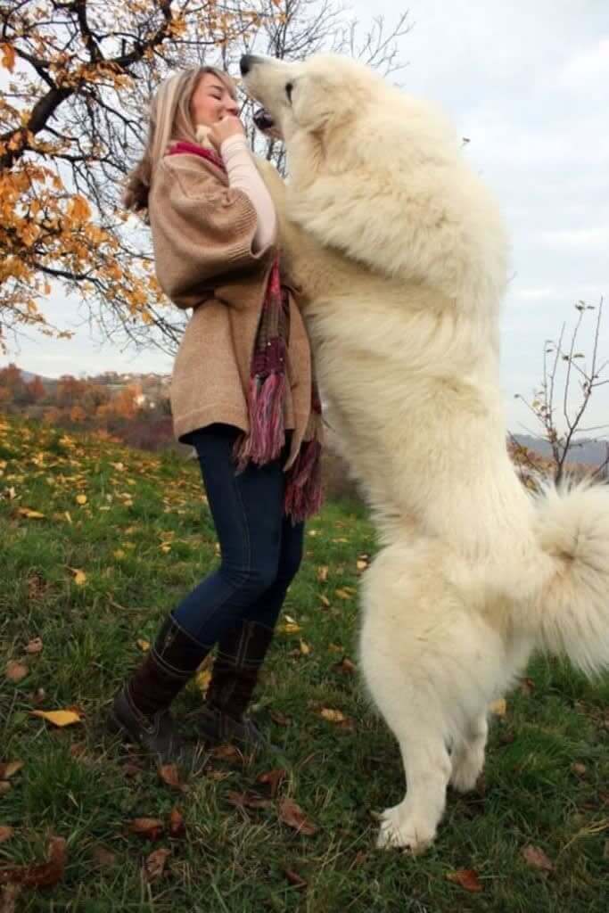 Bola De Pelos Gigante