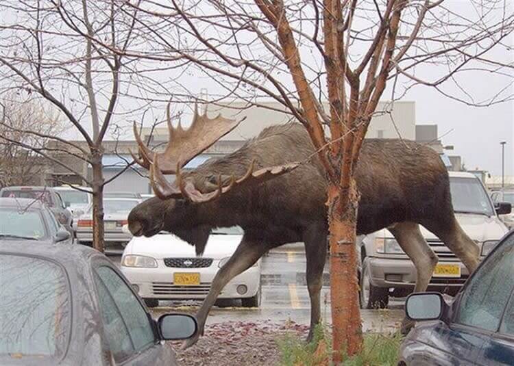 A Moose Compared To a Car