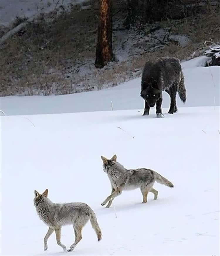 Un Lobo Vs. Coyotes