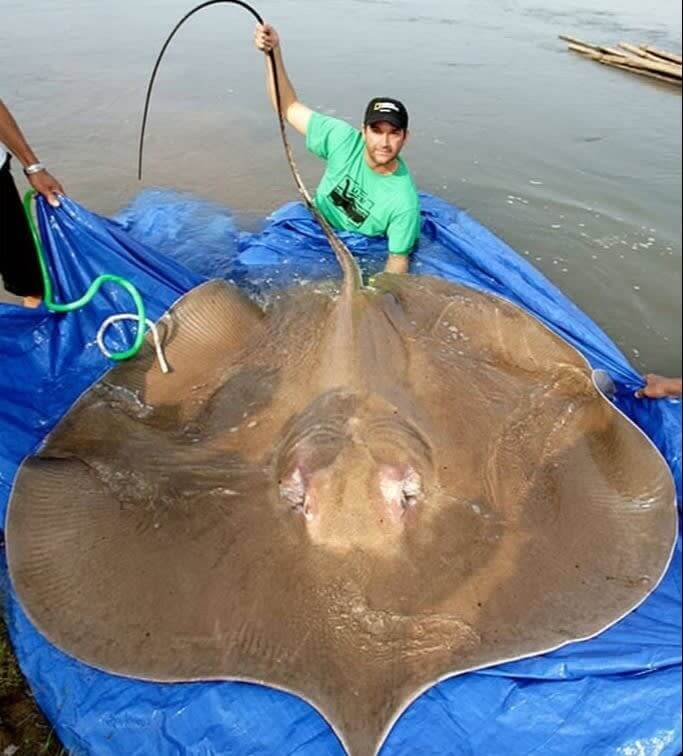 Una Persona Sosteniendo Una Raya De Agua Dulce Gigante