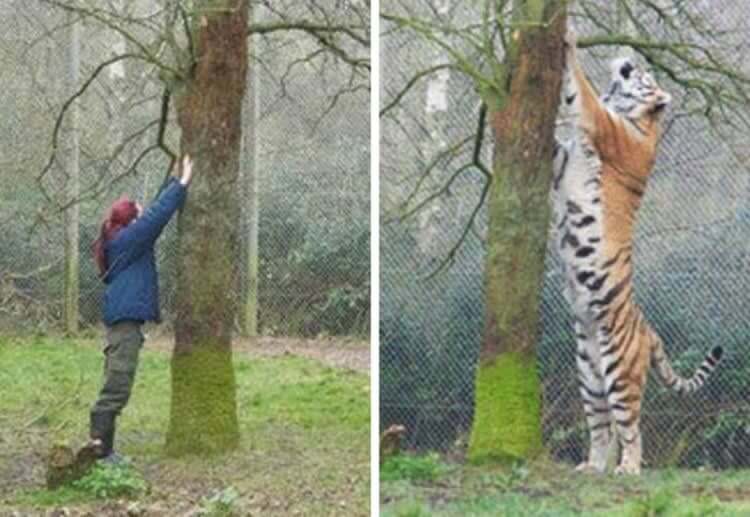 No Subas Al Árbol Para Evadir Al Tigre