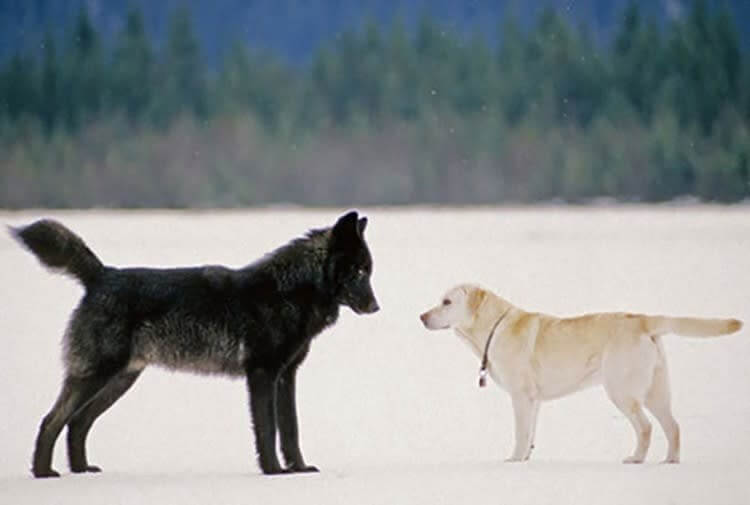 Un Labrador Parado Frente A Un Lobo