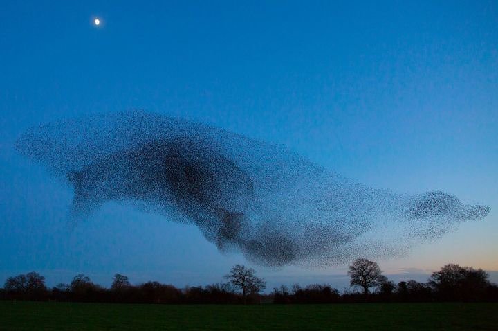 Esturnídeos dançando em voo