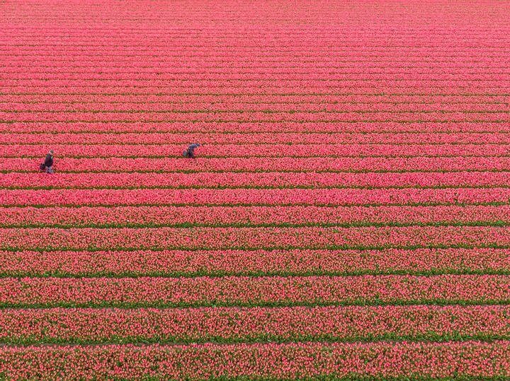 Um mar de tulipas
