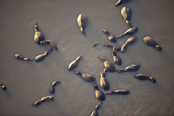 Hipopótamos famintos vistos de longe