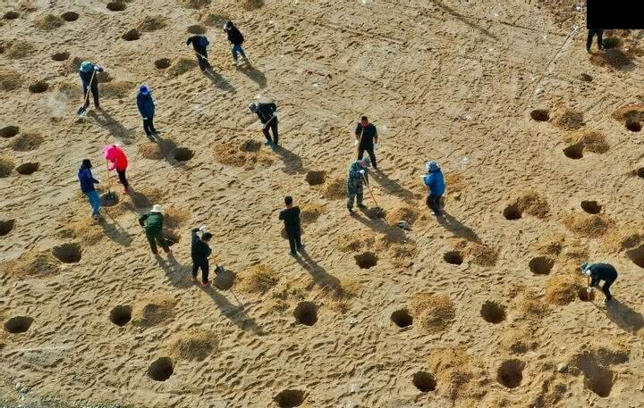 Árvores salvando o planeta