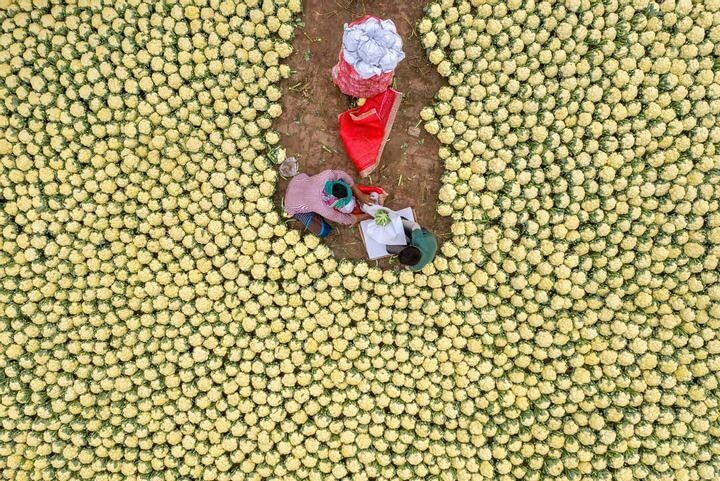 A arte da couve-flor no mercado