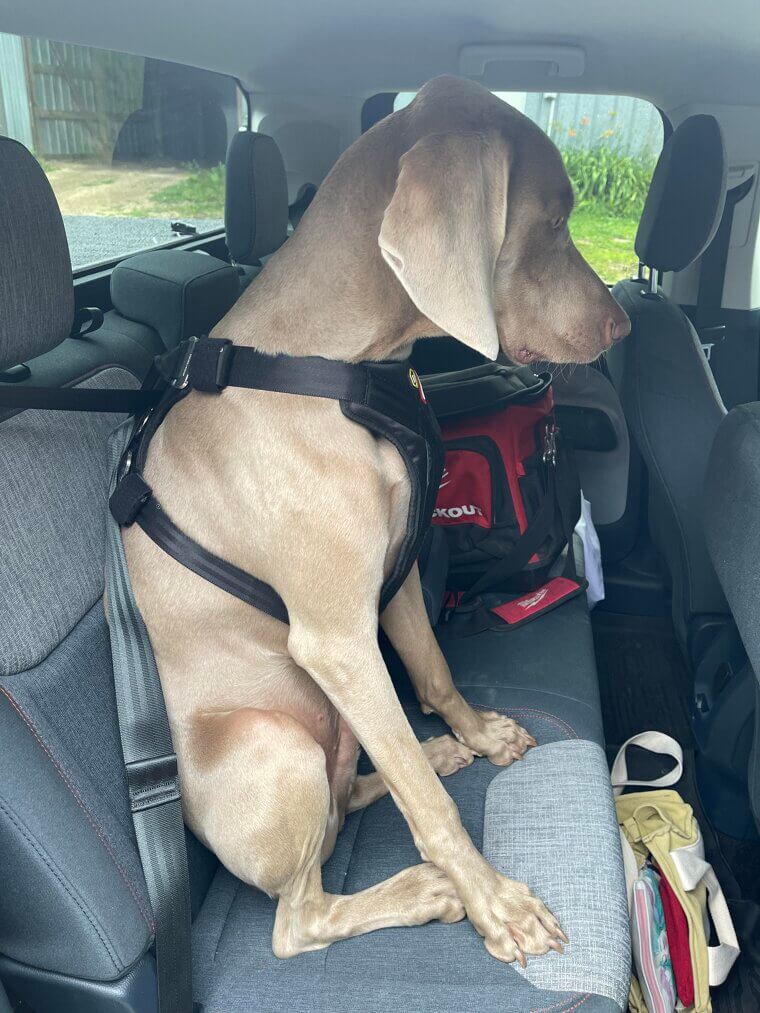 Keep Pets Restrained