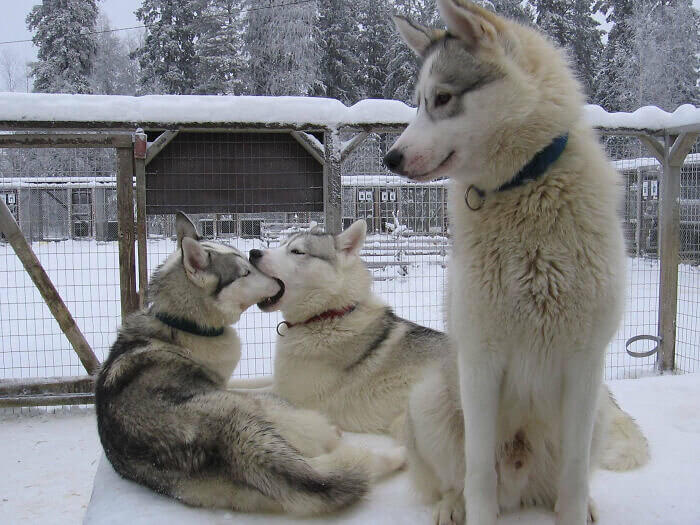 Derp Husky Brüder
