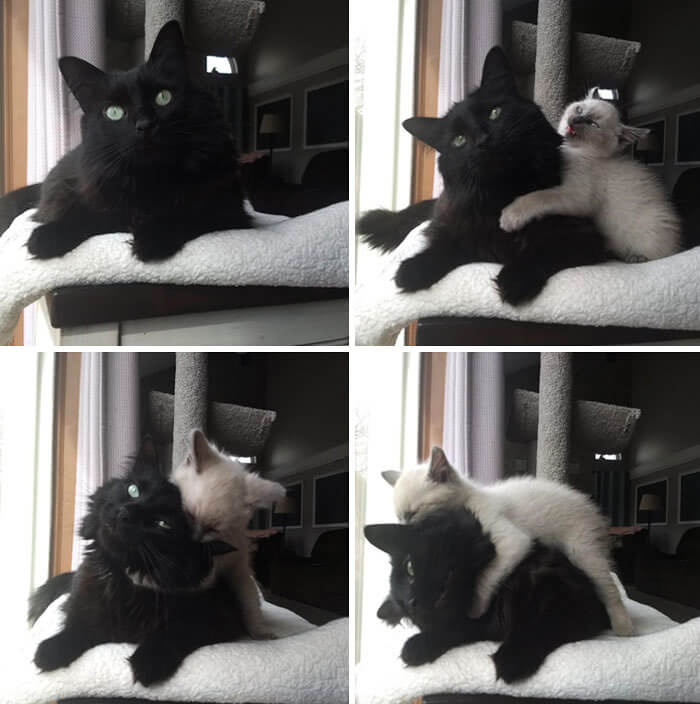 Der Angriff der Katze