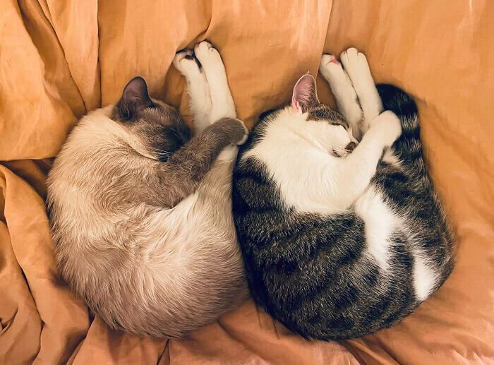 Synchronisiertes Schlafen