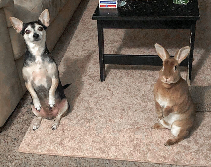 Alte Hunde und neue Tricks