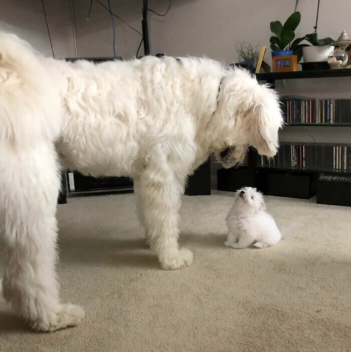 Großer Floof und kleiner Floof