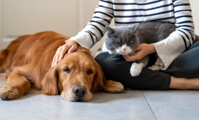 Sweet Photos of Pets and Their New Siblings