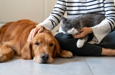 Sweet Photos of Pets and Their New Siblings