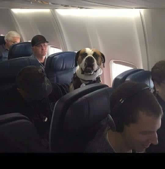 The Only Thing You Would Enjoy Sitting Next To