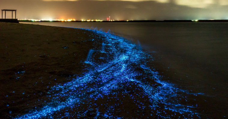 As Ondas Bioluminescentes Das Maldivas