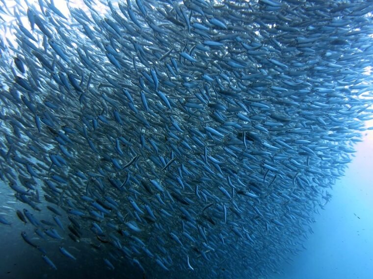 A Corrida De Um Milhão De Sardinhas